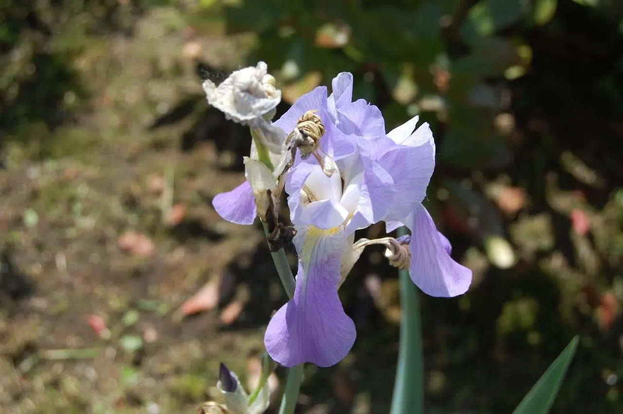 La Casina Delle Viole Lägenhet Abbadia San Salvator